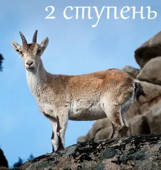 Курс «Практика и жизнь. 2 ступень: "Начал(а) практику - и вот"» - онлайн-курс • Центр Современных системных расстановок